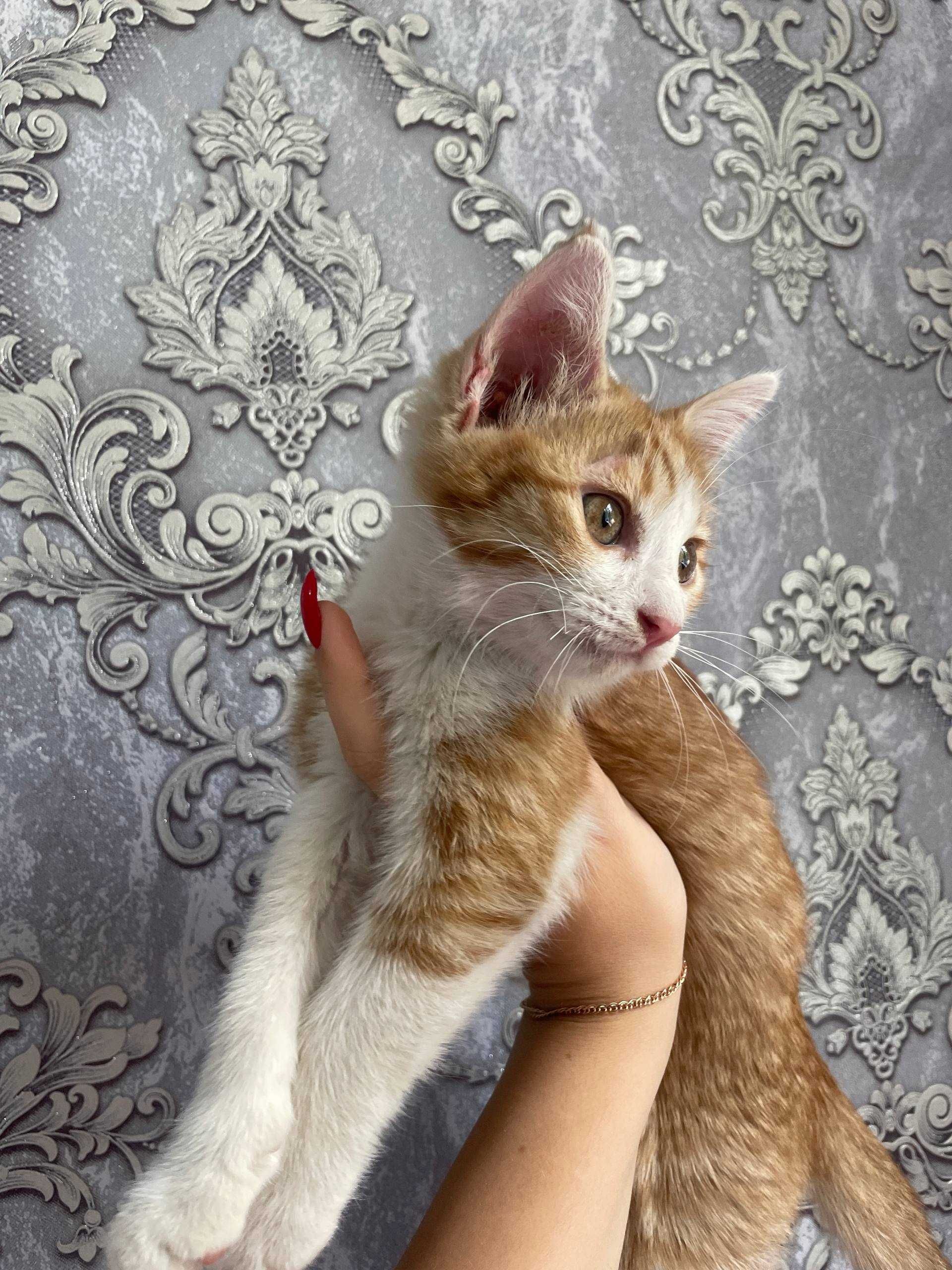 Отдам двух красивых котят бесплатно (в хорошие руки)