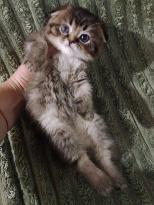 Роскошные котята золотые Скоттиш фолд