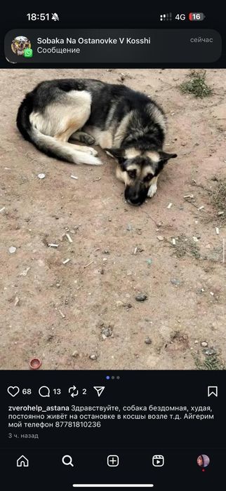 Пристравиваю собаку!