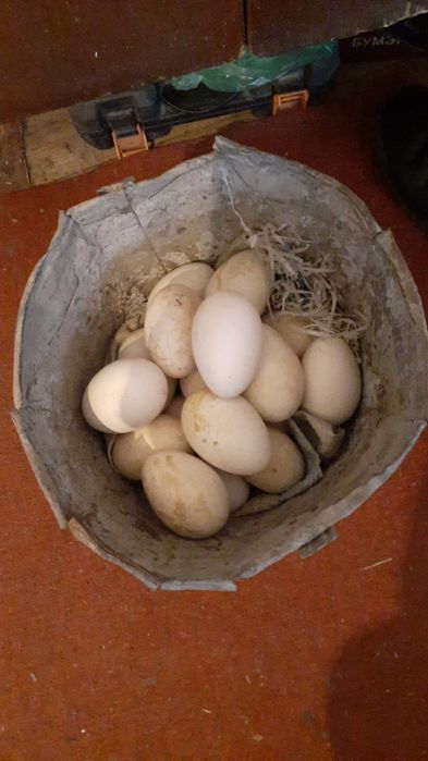 Каздын жумырткасы сатылады.