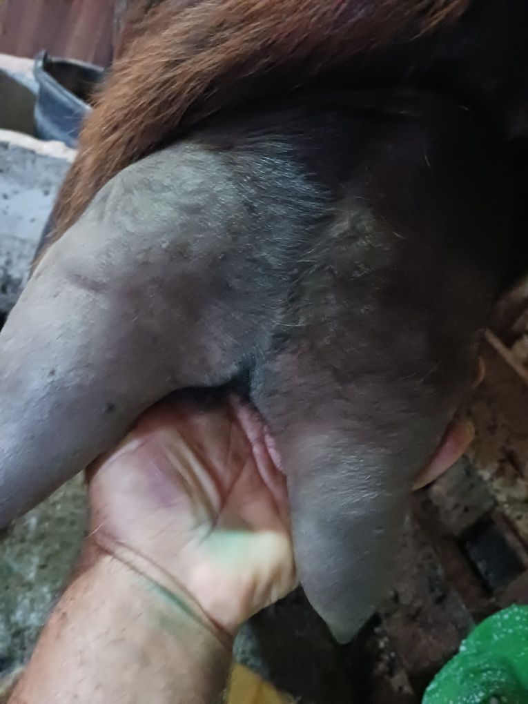 Vând capre 650 lei ușor negociabil