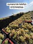 Vand struguri de vin