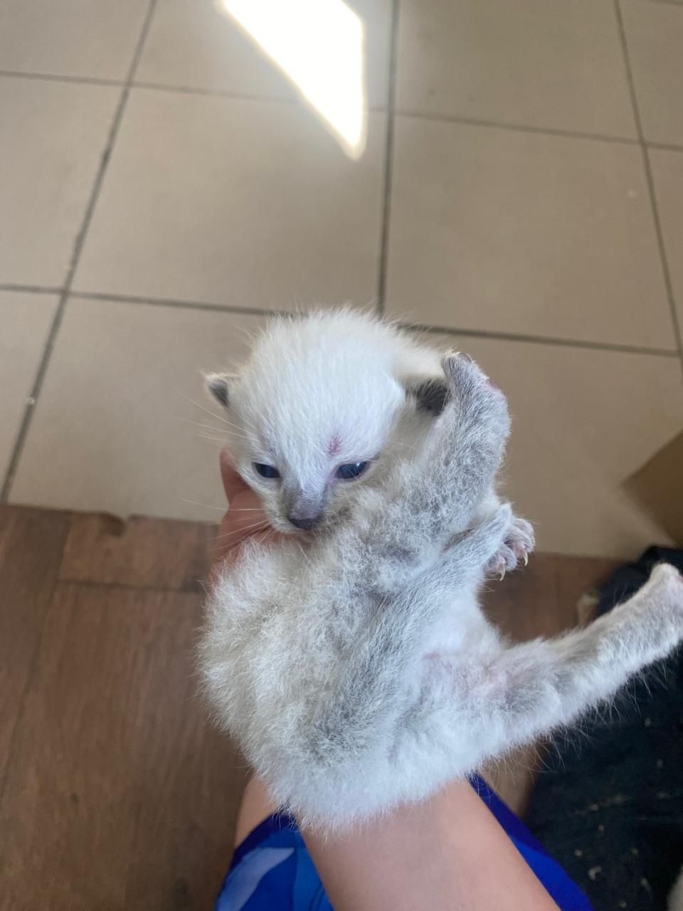 Продам 4 котят вислоухи