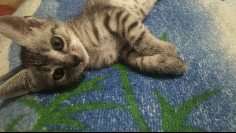 Отдам котёнка девочку в хорошие руки!