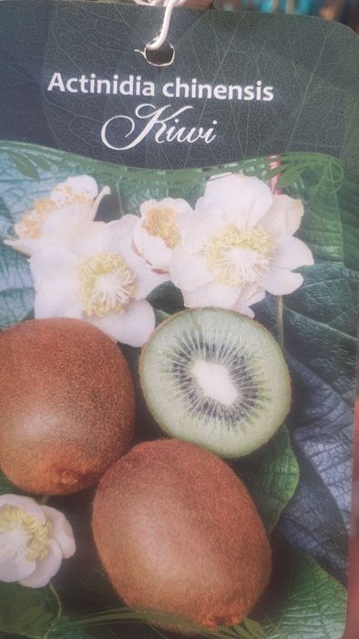 Pomi Fructiferi Exotici LA Ghiveci (Kiwi )