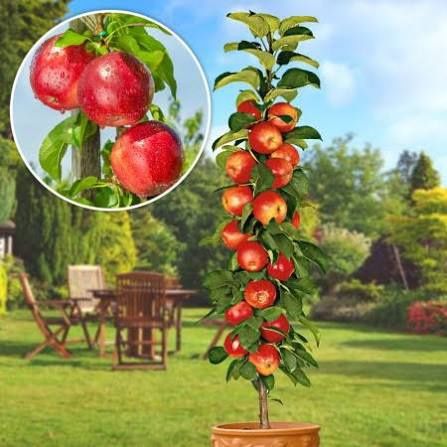 Măr columnar polka la ghiveci