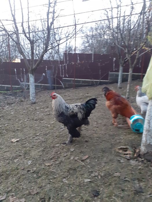 Vind cocosi  de rasa