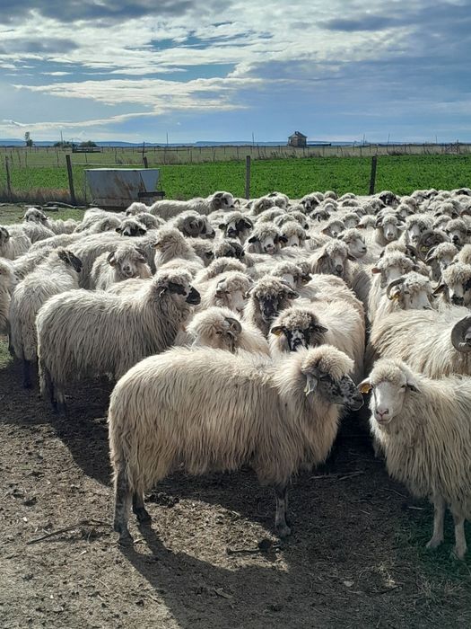 Oi de vânzare turcane