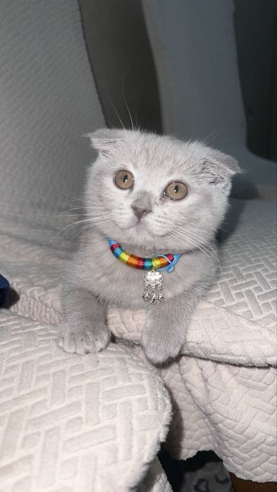 Котенок девочка с паспортом