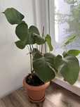 Planta interior diverse