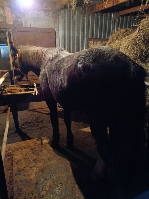 Тай,құнан ,дөнендер семіз сатам с.Талапкер Акмолинская обл ул.Есил 32.