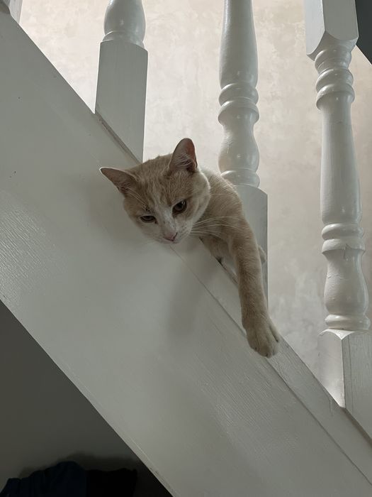 Отдам кота в хорошие руки