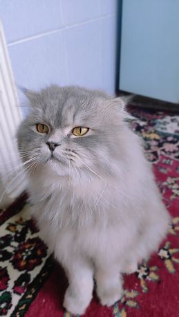 Персидский кот ждёт кошек