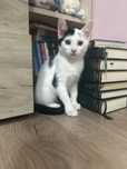 Pui pisica pentru adoptie