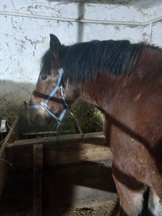 Vând mânză de 1 an și 6 luni