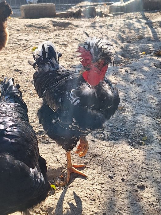 Cocoși,pui ,rațe carcasă