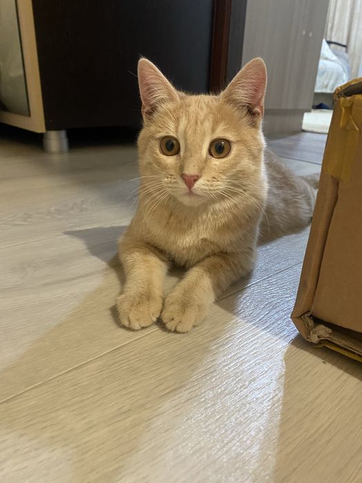 Отдам рыжика в добрые руки!