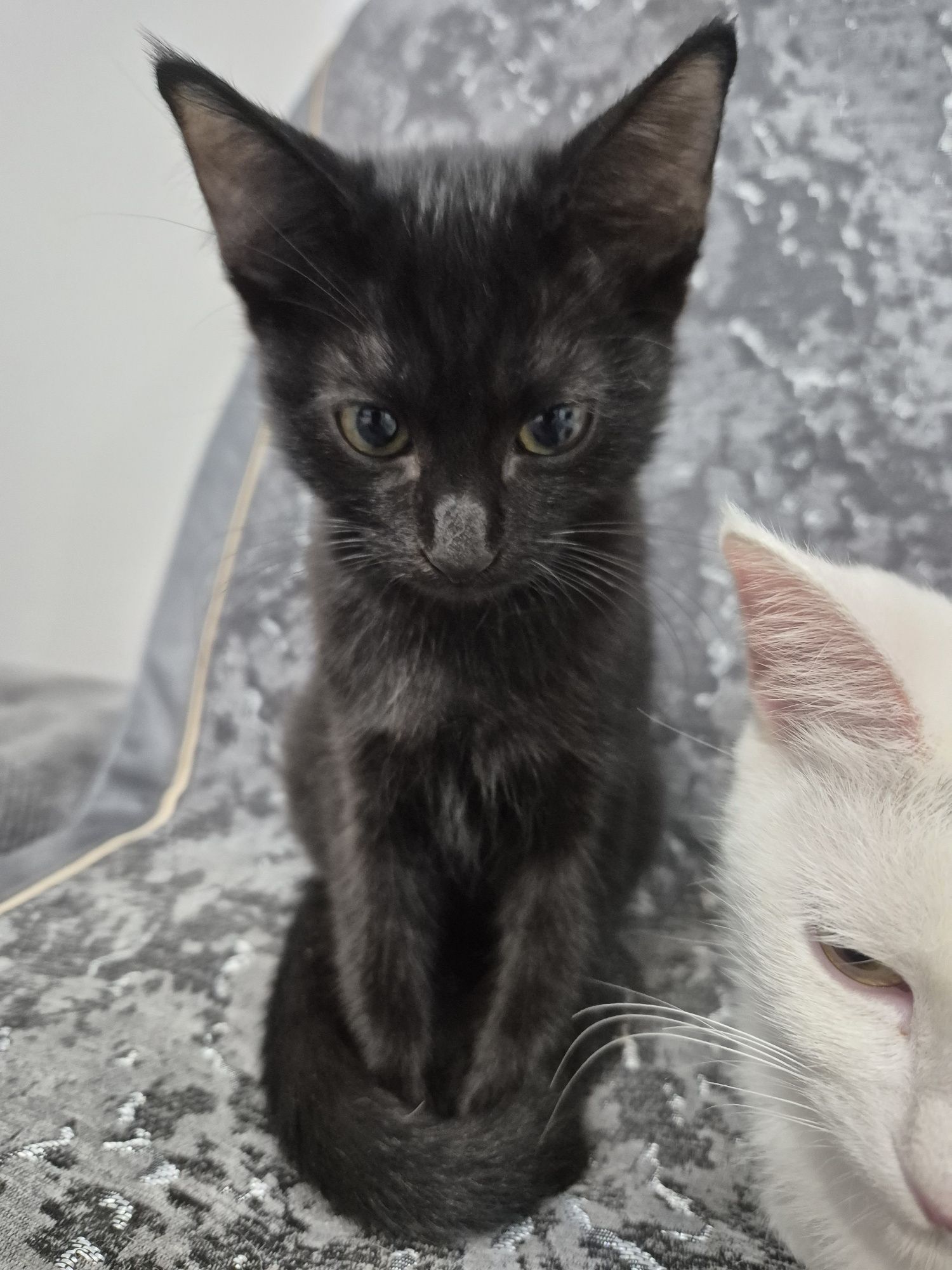 Отдам котят в любящую семью