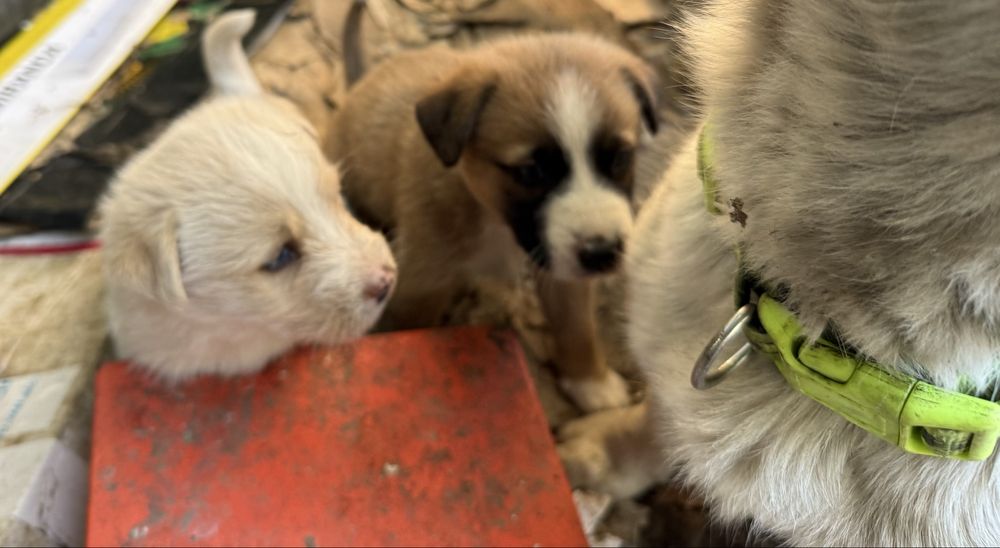 Ofer spre adoptie 6 catelusi de 2 luni