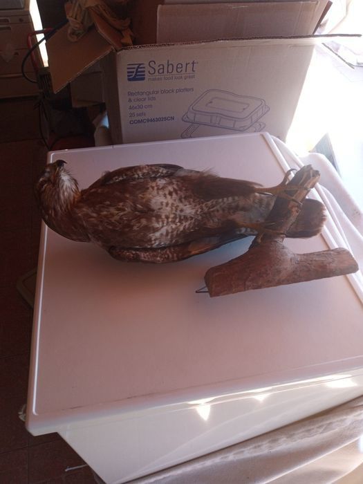 vând păsări împăiate