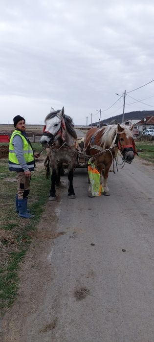 Vand iapa de 4 ani