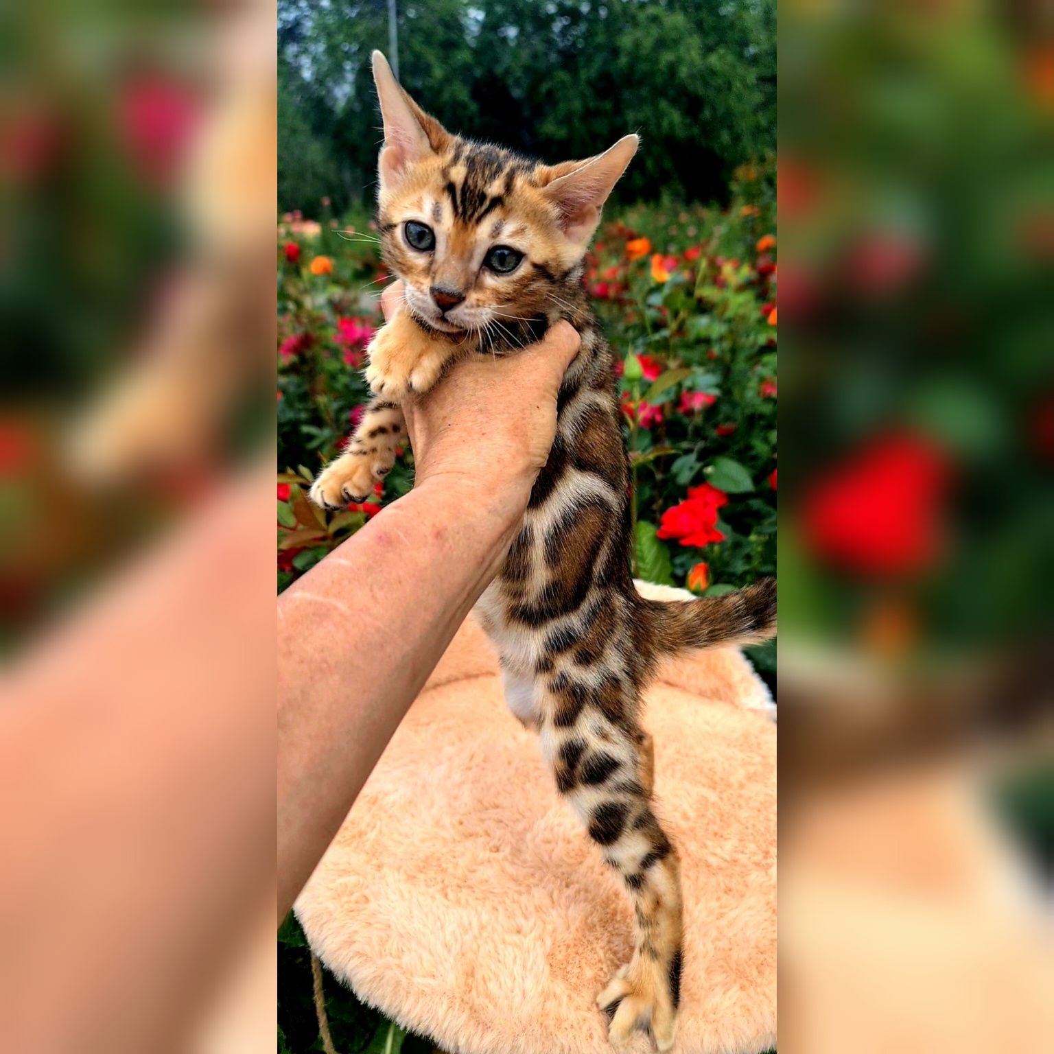 Роскошные шоу класса бенгалы