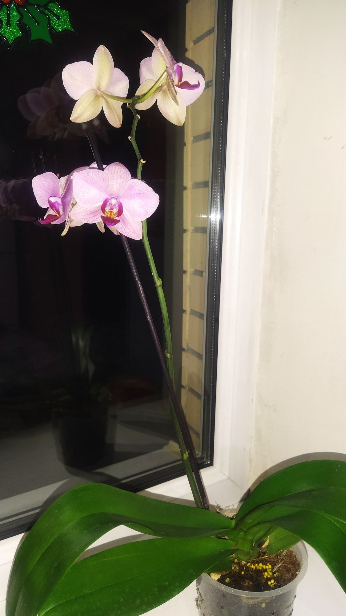 Орхидеи  фаленопсис продам