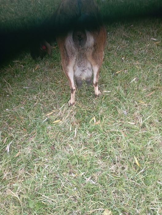 De vânzare capra gestantă pentru mai  multe informații