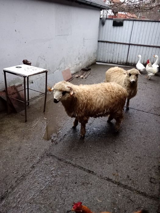 Vând berbec  de aproape un an