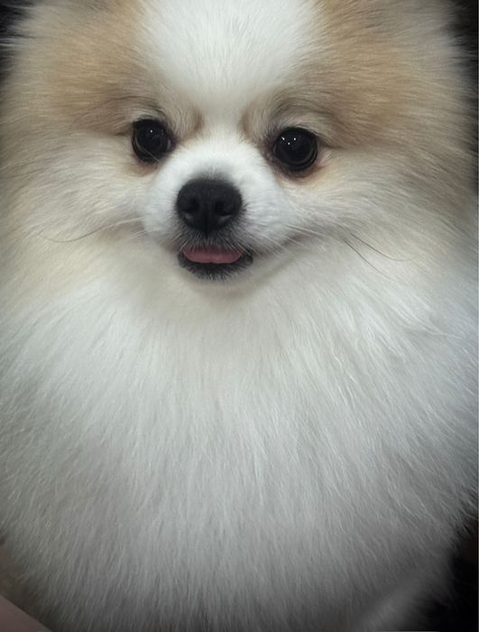 Кабель ищет сучку