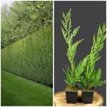 Leylandii  50cm 60cm 90cm