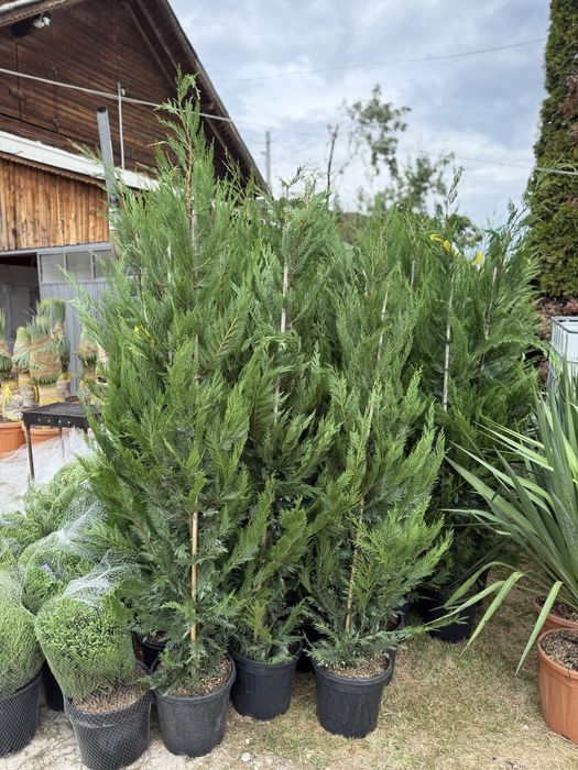 Cupressus Leylandi green si goldrider