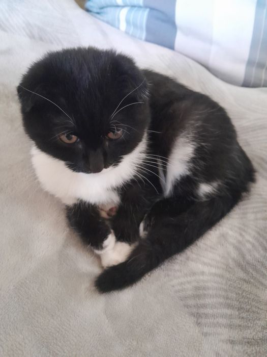 Mushuk o'g'il bola 4 oylik