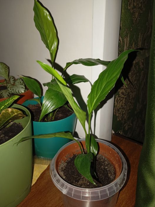 Цветы женское счастье