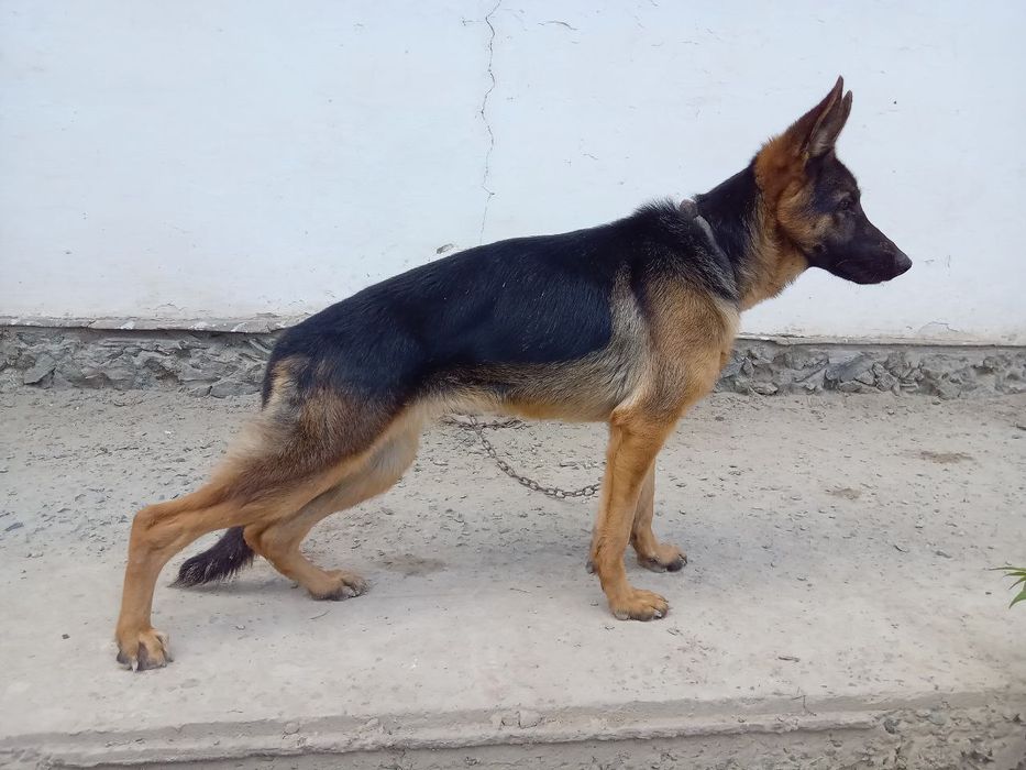 7 ойлик урғочи немецкий овчарка