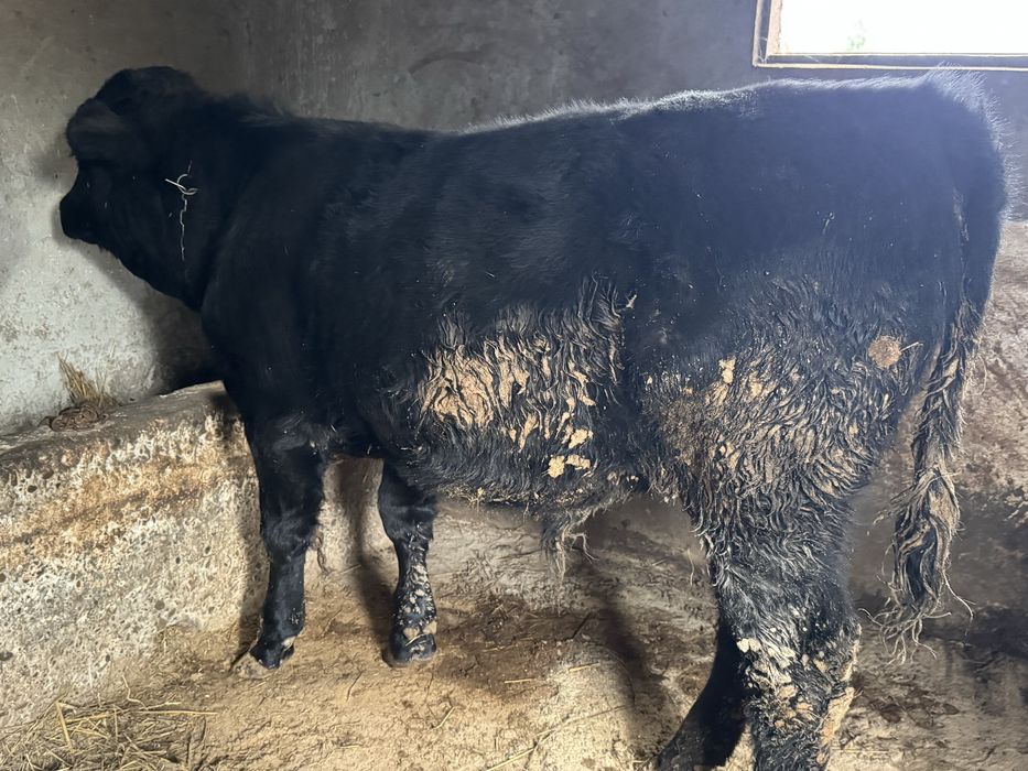 De vanzare tauras angus