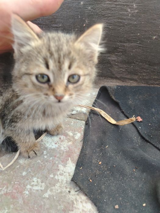 Отдам в хорошие руки