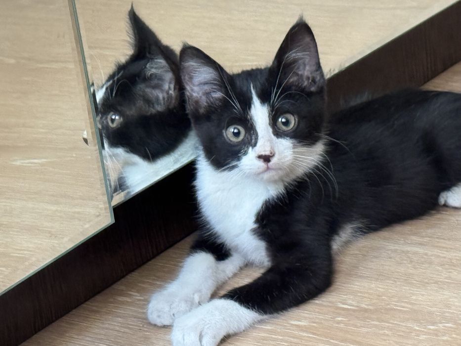 Отдам котенка в хорошие руки