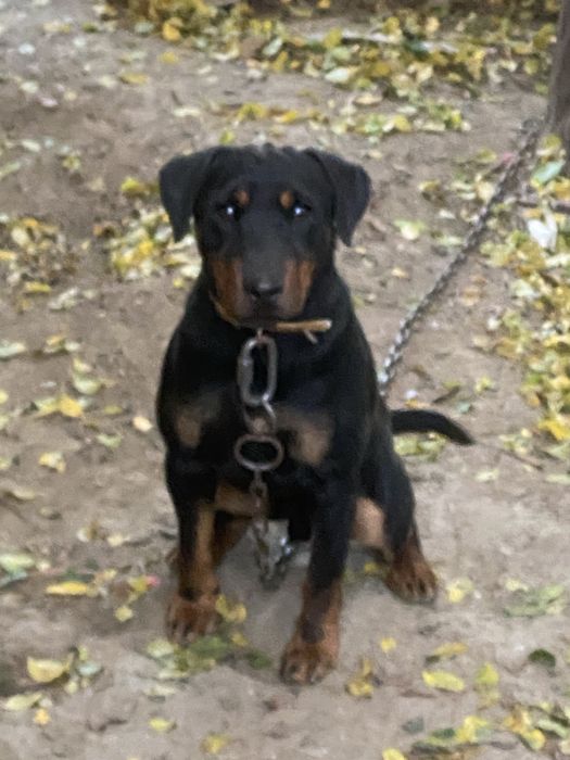 Jagdterrier jagd terrier