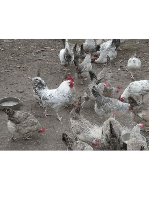Продам курей, несушка, Борковская Барвистая