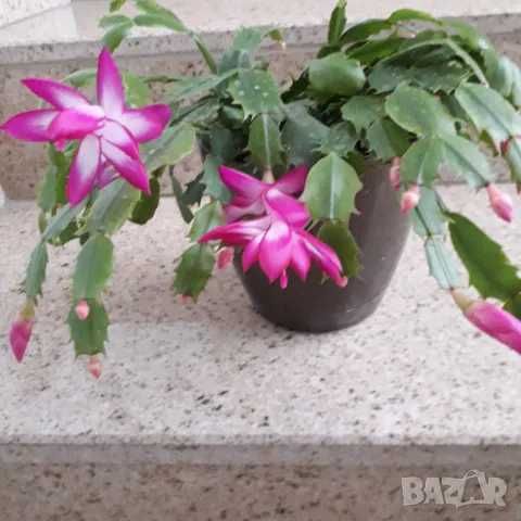 Стайни цветя - Коледничета