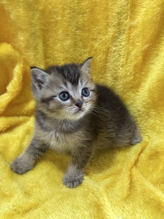 Котята золотые Шиншиллы