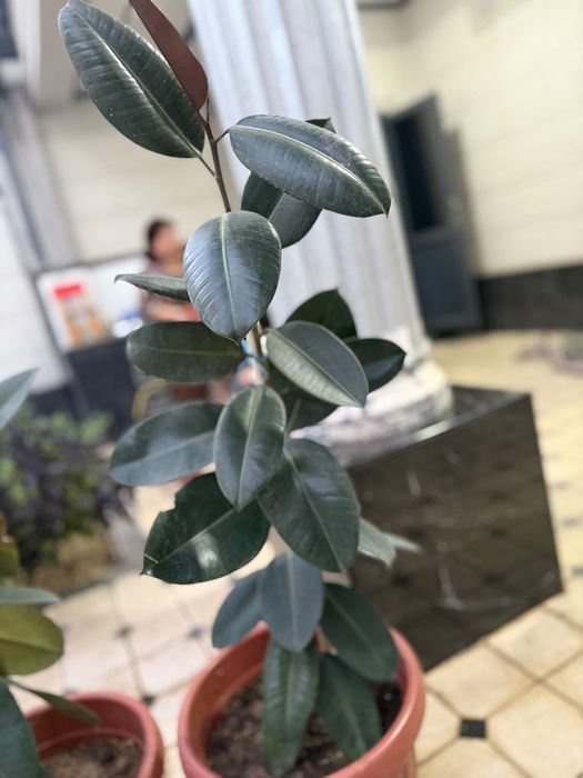 2 ta Fikus guli sotiladi