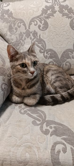 Ласковая  воспитаная кошечка ищет семью.Очень хорошо воспитана и умна.