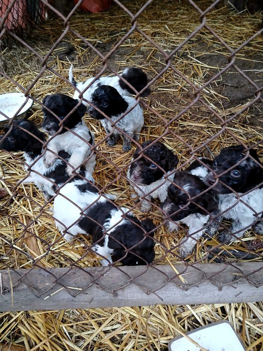 Продавам кучета логото