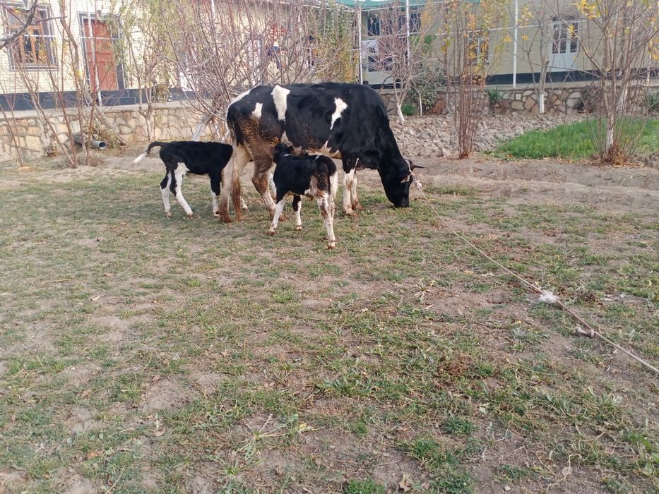 Ikkiz ona bola sigirlar