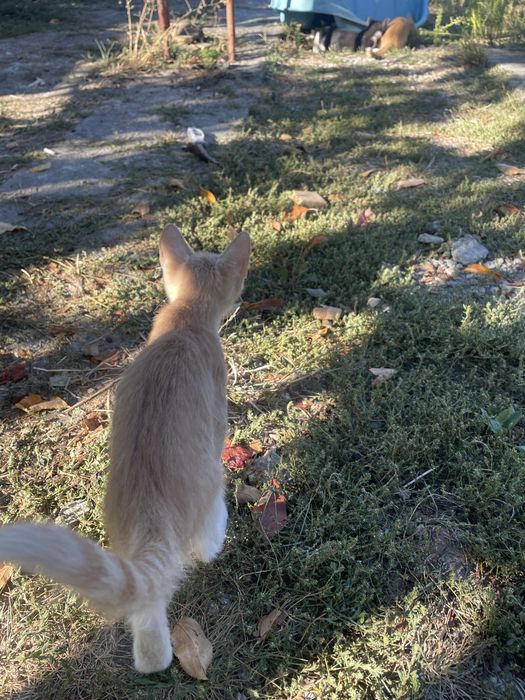 Adoptie pisicute pui rasa mixta