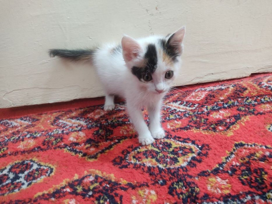 Мушукча яхши кулларга берилади.