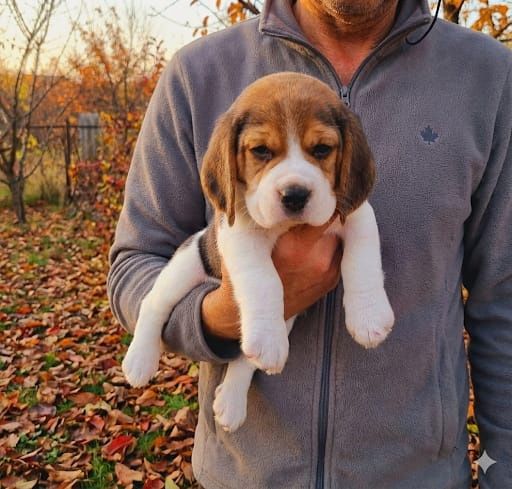 Beagle tricolor din părinți cu pedigree