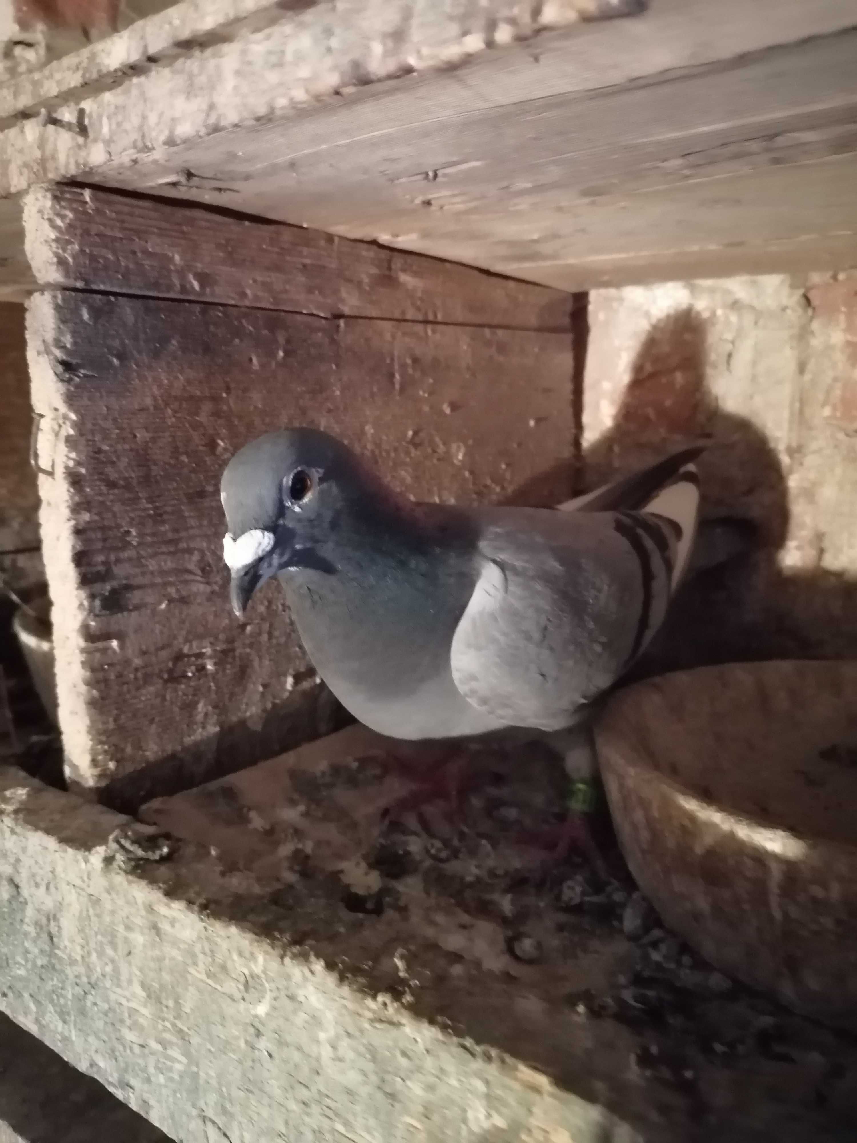 Porumbei, pui și maturi de vânzare